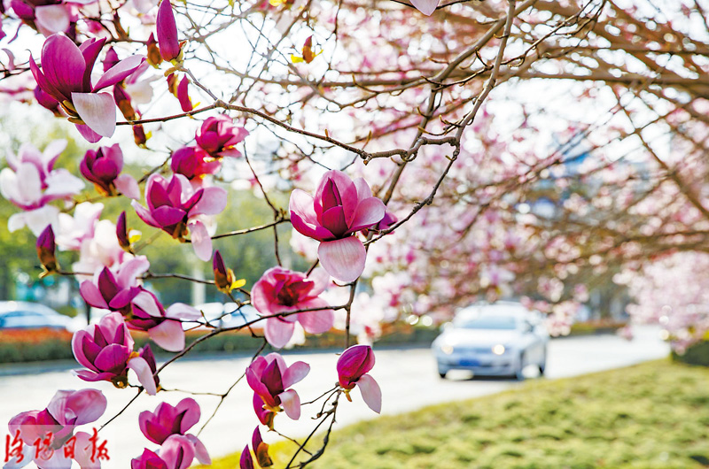 洛城三月花锦簇 拂堤杨柳醉春烟