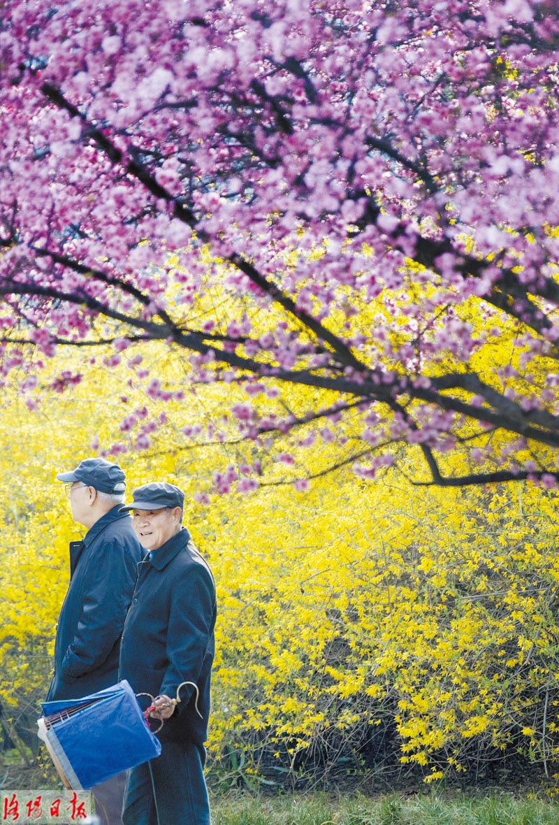 洛城三月花锦簇 拂堤杨柳醉春烟