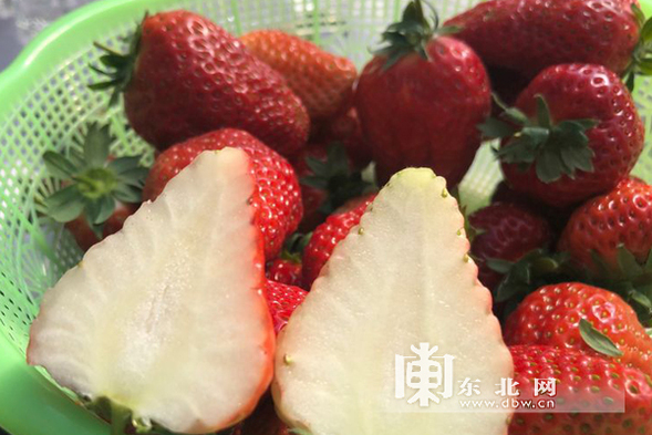 扶貧草莓格外甜 勃利縣溫室草莓讓貧困戶月收兩千余元