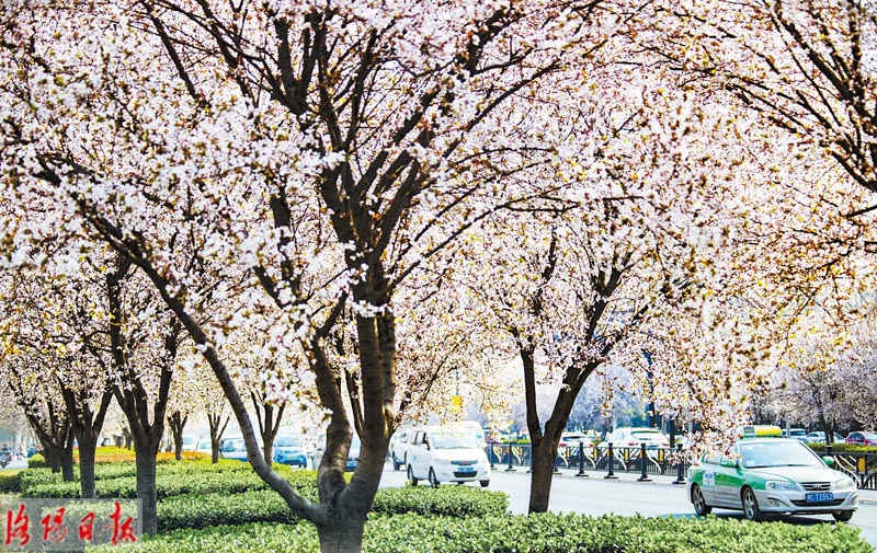 洛城三月花锦簇 拂堤杨柳醉春烟