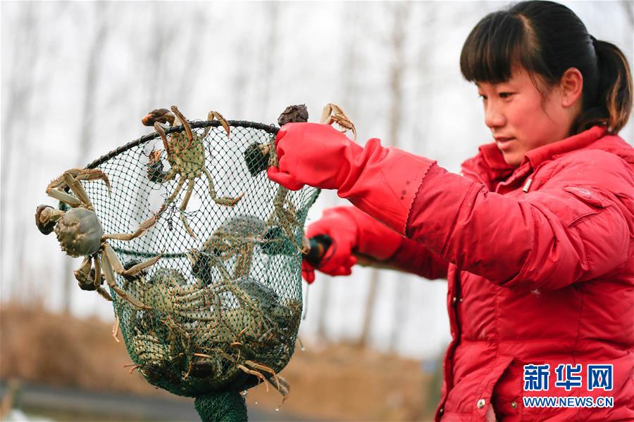 江苏盱眙：小雪时节 螃蟹俏销