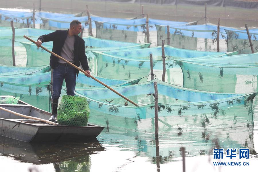 江苏盱眙：小雪时节 螃蟹俏销
