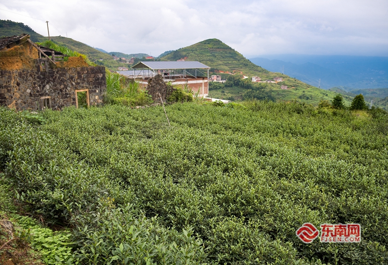 泉州傳統村落之安溪松岩村:千年古道走出香茗傳奇