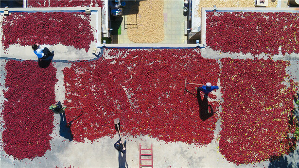 【高清組圖】紅艷艷的秋天 紅火火的日子