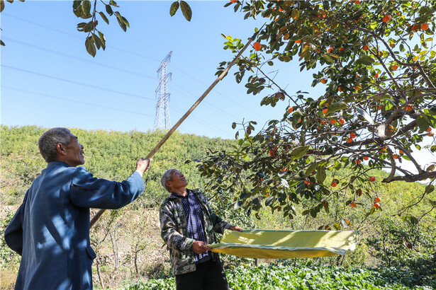 【高清組圖】紅艷艷的秋天 紅火火的日子