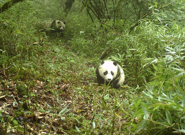 （過審）四川蜂桶寨國家級自然保護區野生大熊貓母子再次同框“出鏡”