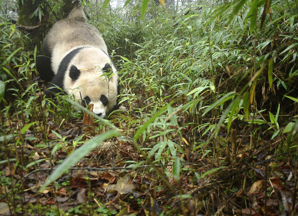 （過審）四川蜂桶寨國家級自然保護區野生大熊貓母子再次同框“出鏡”