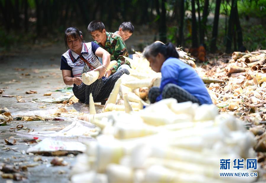 广西柳州：雨水充沛 小甜竹迎来丰收季