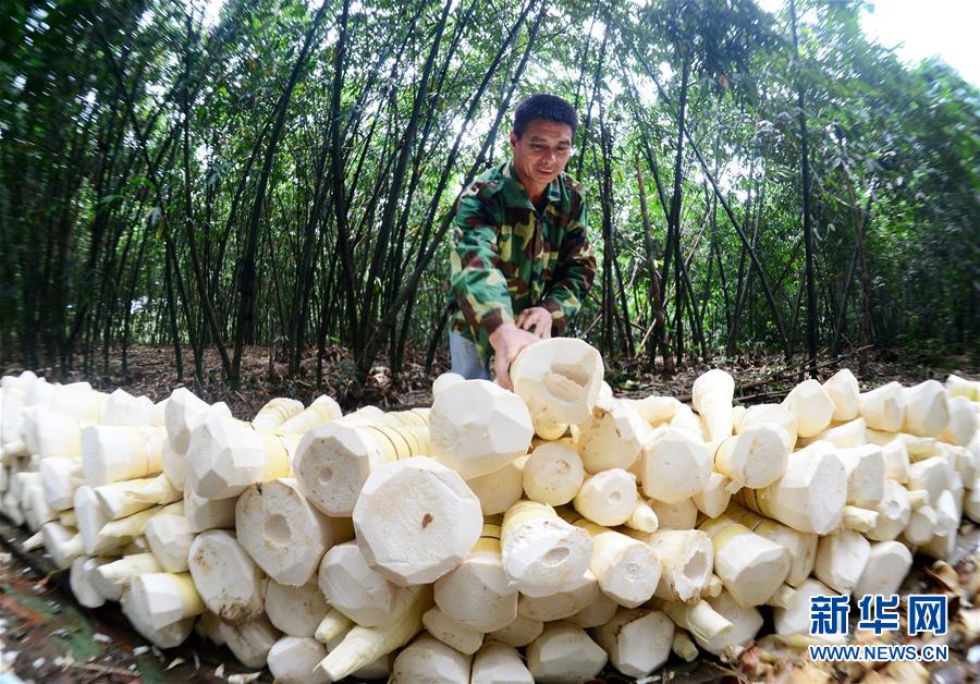 广西柳州：雨水充沛 小甜竹迎来丰收季