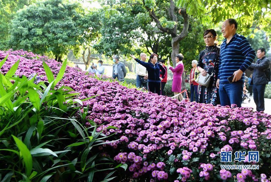 11月3日,在福建省福州市西湖公園,市民在菊花展上賞花.