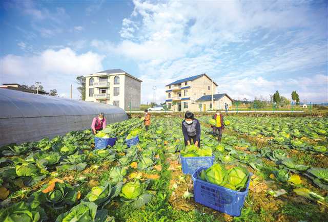 重庆梁平：探索“三社”融合发展新路