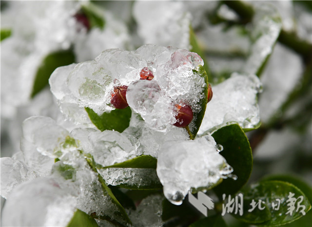 湖北来凤：雪后冰凌 如银花怒放