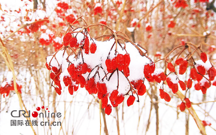 02【吉林】【原創】【圖説吉林】【CRI看吉林(標題)】【關東黑土(長春)】【移動版(圖)】長春:春分時節雪紛紛