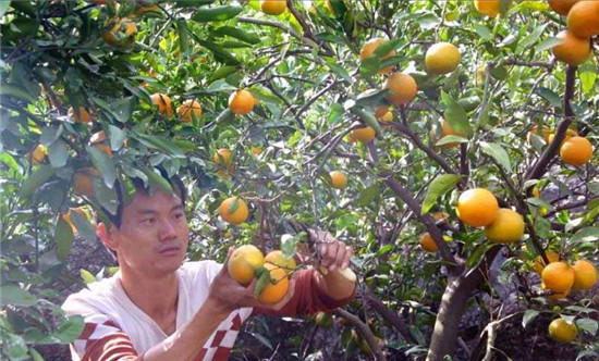 【未審】南陽市內鄉縣：柑橘成為黃燦燦的“致富果”_fororder_果農採摘柑橘 攝影 李紅亞