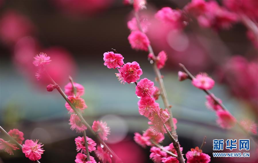 山东：春雨润花