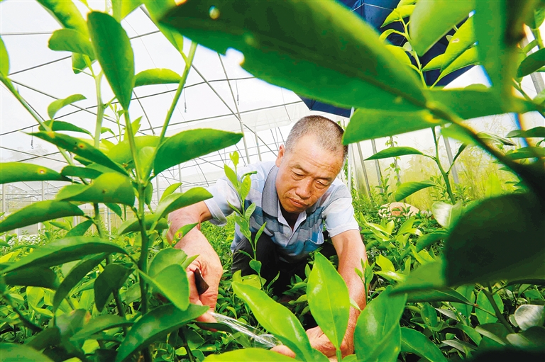 【市县】【即时快讯】琼中绿橙培育优质种苗