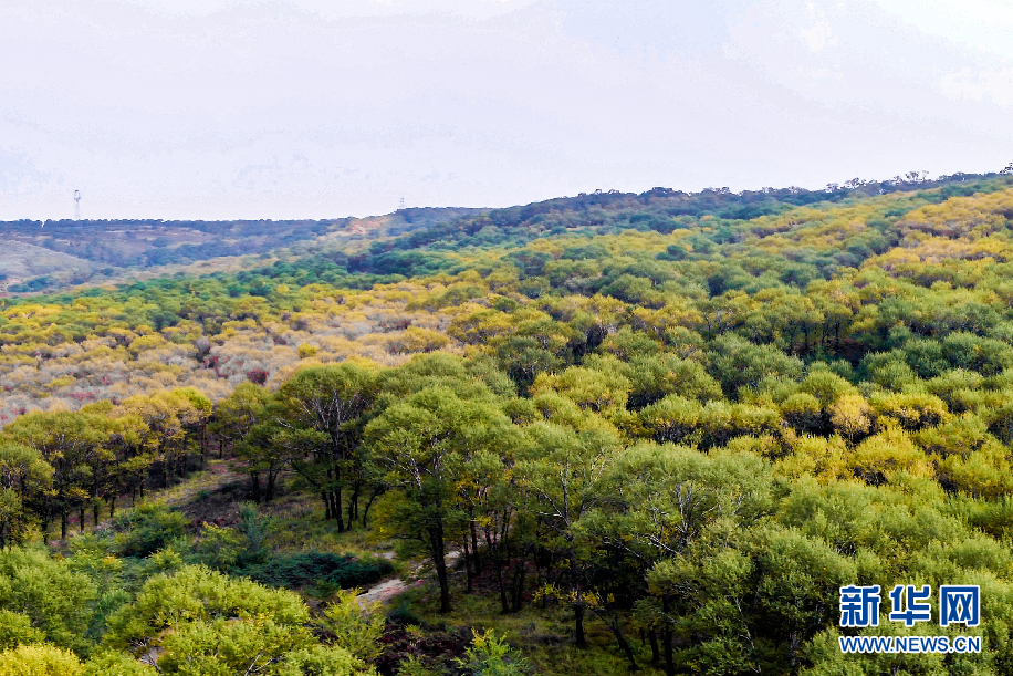 【“飞阅”中国】穿越桑干河 瞰深秋林场