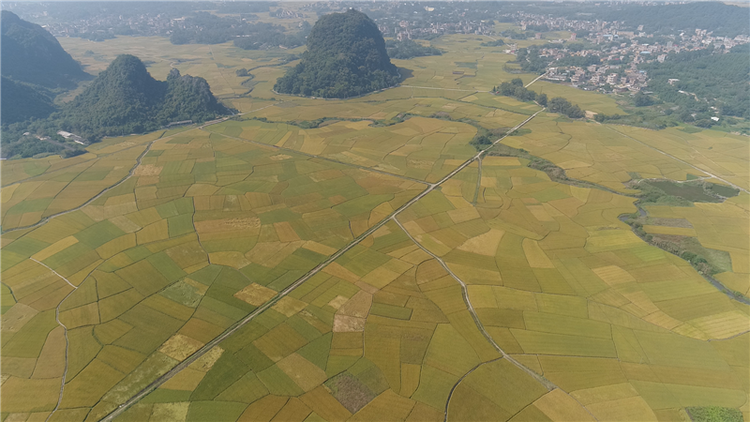 【B】广西兴业县：科技助农增收 26.3万亩晚稻丰收在望