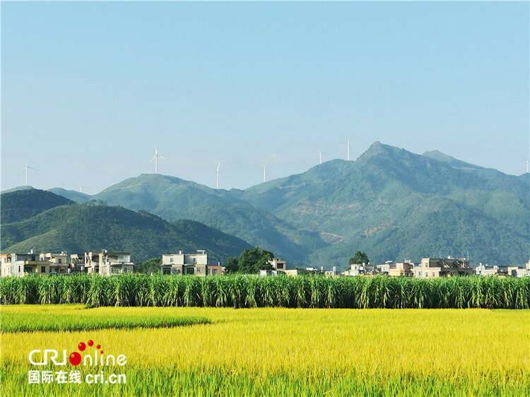 【B】广西兴业县：科技助农增收 26.3万亩晚稻丰收在望