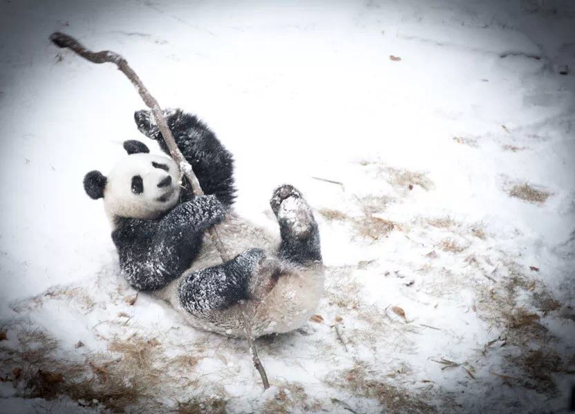 俄罗斯冰舞喵狗图片