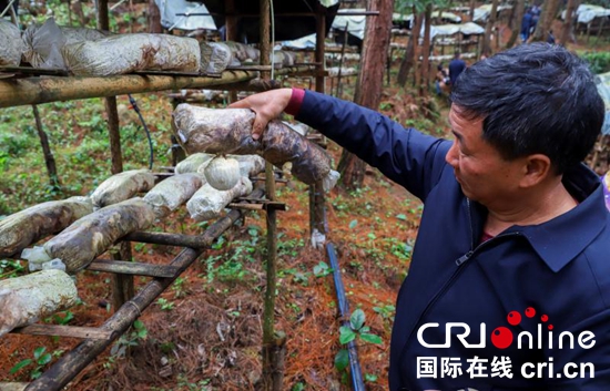 貴州六盤水：林下食用菌産業發展向品牌化規模化邁進