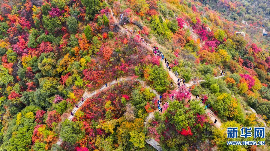 【城市遠洋】河南洛寧：滿山紅遍景如畫 生態效益惠民生