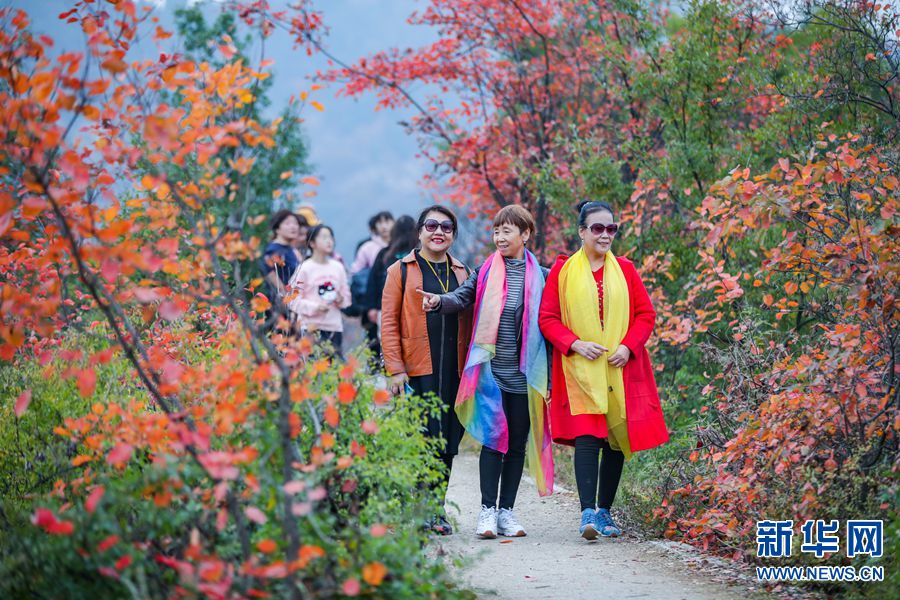 【城市遠洋】河南洛寧：滿山紅遍景如畫 生態效益惠民生