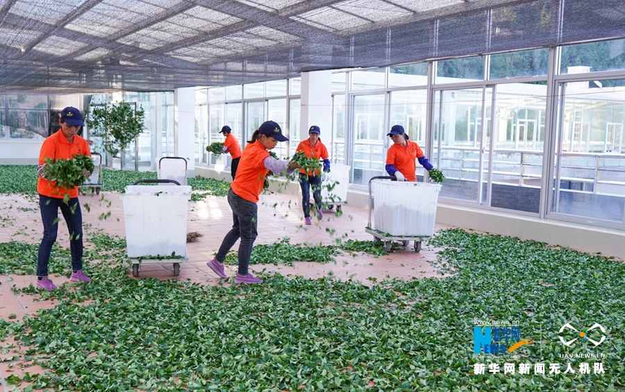 福建安溪：茶莊園裏採“秋香”