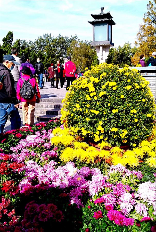 10月27日　火曜日_fororder_1029北海公园菊花展.JPG