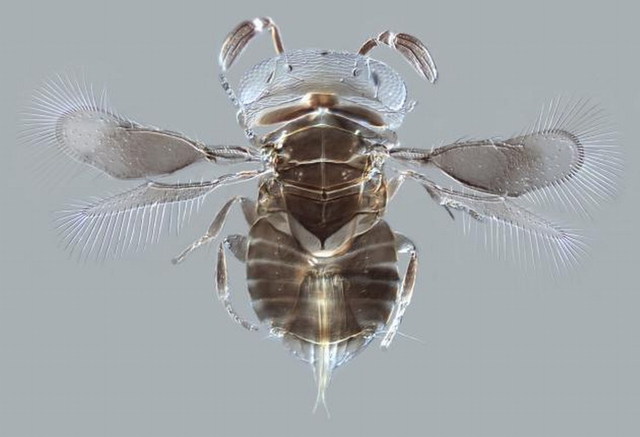 2015年度惠康影像奖展现隐秘的生物世界