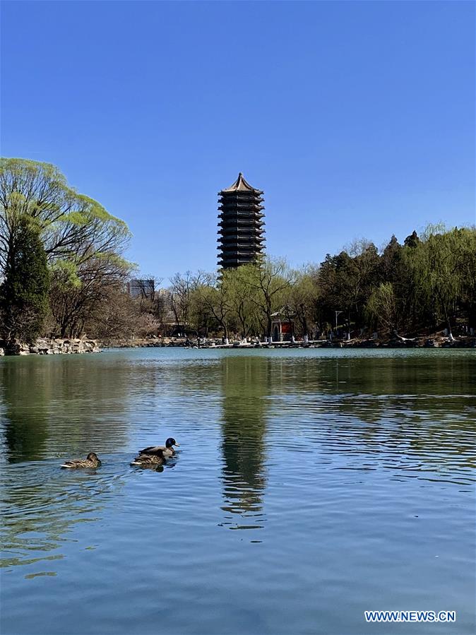 Spring scenery at universities in Beijing