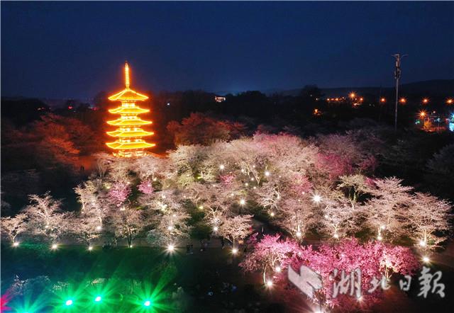 太美了！東湖夜櫻如夢似幻