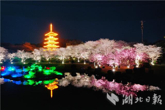 太美了！東湖夜櫻如夢似幻