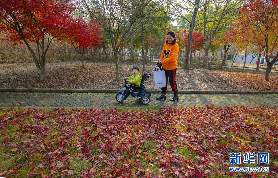 小雪时节“枫”韵浓
