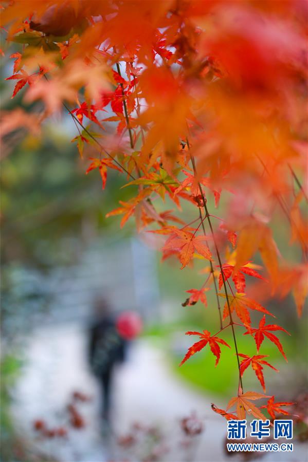 小雪时节“枫”韵浓