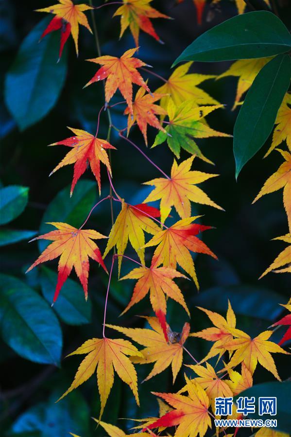小雪时节“枫”韵浓