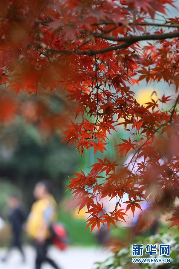 小雪时节“枫”韵浓