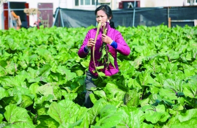 原産地洪山菜薹首次“牽手”小程式