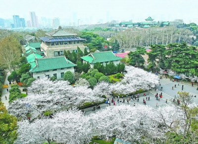 武汉大学赏樱限流首日游人如织 没预约上的游客可错峰赏花