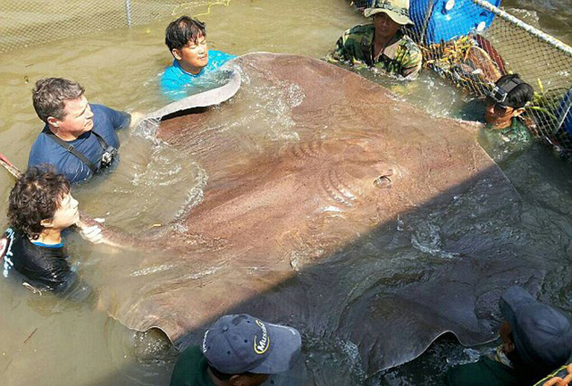 美國男子在泰國釣到4.3米長黃貂魚 重逾700斤