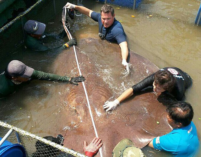 美國男子在泰國釣到4.3米長黃貂魚 重逾700斤