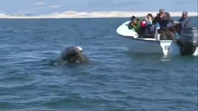 墨西哥觀光船撞上鯨魚 一女性遊客死亡兩人受傷