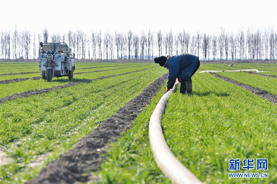 河北滦州：冬小麦“喝足”封冻水