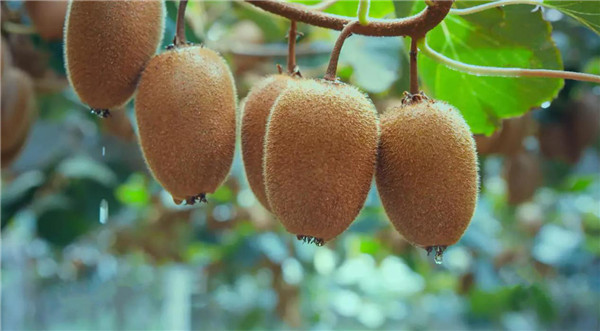 （加急）拓展東北亞市場 周至獼猴桃專題宣傳推介會在瀋陽舉行