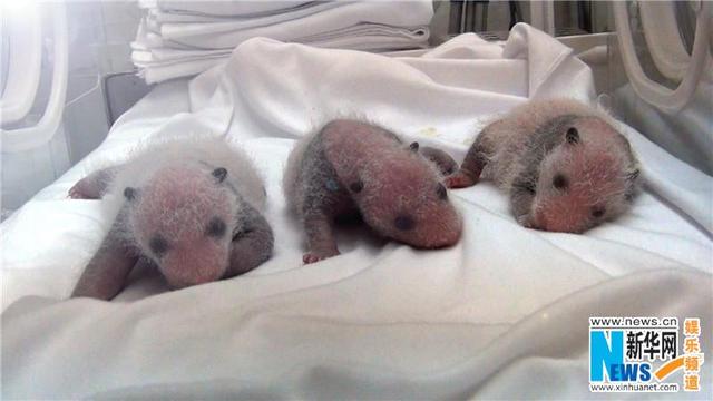 大熊猫三胞胎成长片段曝光