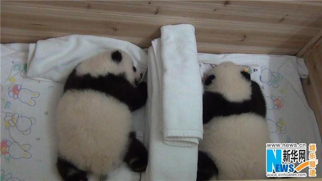 大熊猫三胞胎成长片段曝光