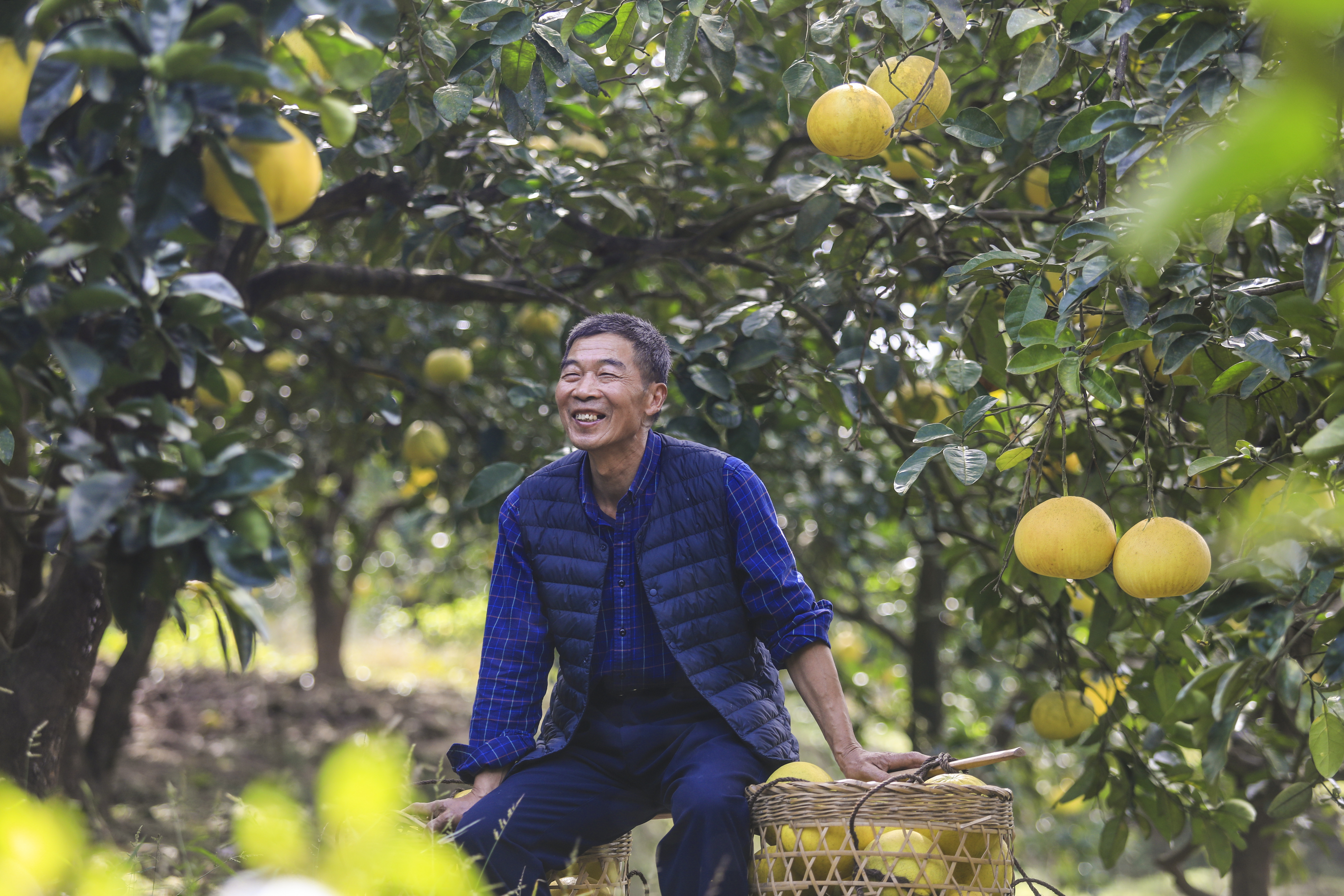全面小康 “柚”曬生活 第三屆長江三峽（梁平）國際柚博會將於11月啟幕