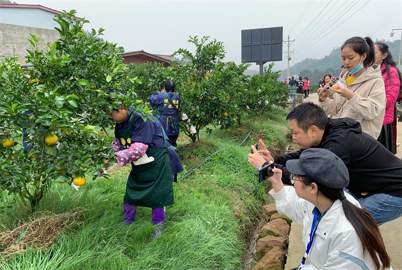 【全国主流媒体德阳行】农业“兴”中江，产业“旺”什邡