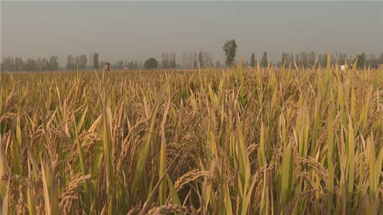 新鄉市原陽縣17萬畝優質水稻獲豐收