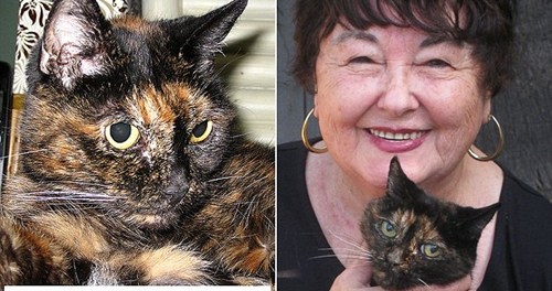 世界最老猫咪庆祝27岁生日 约合人类125岁